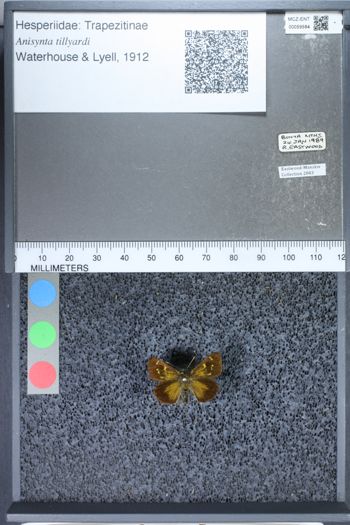 Media type: image;   Entomology 59584